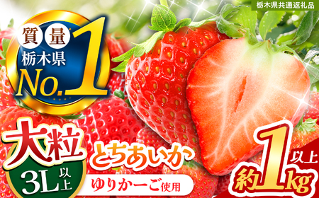 苺 とちあいか ３L以上ホール詰め 【先行予約】 【栃木県共通返礼品】 | 栃木県 下野市