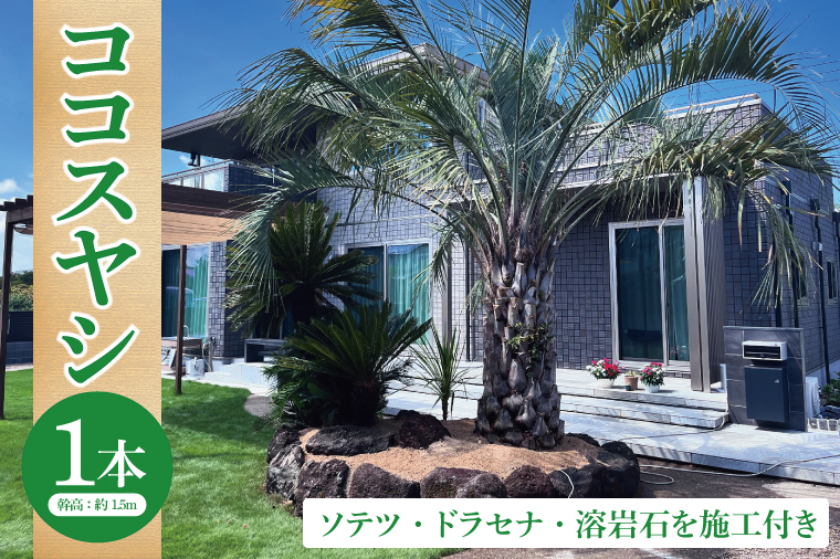 ココスヤシ 幹高約1.5m１本・ソテツ・ドラセナ・溶岩石【施工込み】 ヤシの木 ヤシ リゾート ガーデン 自宅 別荘 南国 庭木 観葉植物 大洗町