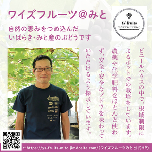 【9月上旬より順次発送】【数量限定】種なし巨峰 約1キロ（2～3房）【巨峰 ブドウ ぶどう フルーツ 果物 くだもの 濃厚 種なし 水戸市 茨城県】（MA-2）