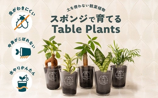 
【土を使わない観葉植物】Table Plantsテーブルプランツ　選べる2鉢セット
