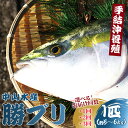 【数量限定】中山水産 手結沖養殖「勝ブリ」1匹（5kg〜6kg）- 期間限定 魚 ぶり 鰤 寒ブリ 海鮮 鮮魚 魚介類 海の幸 ギフト お刺身 煮物 焼き魚 おかず 産地直送 のし対応可 送料無料 高知県 香南市【冷蔵】