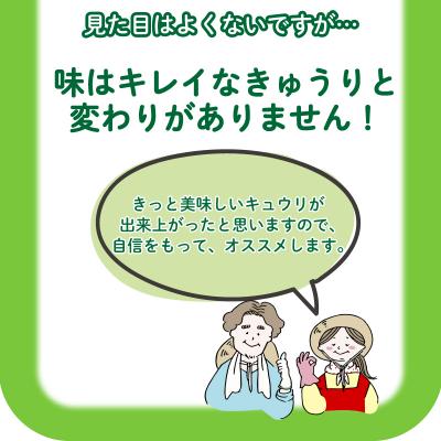 ふるさと納税 下関市 【2025年度発送】 きゅうり 訳あり 3kg 朝採れ 野菜 大容量 下関 山口 IM001-x |  | 02
