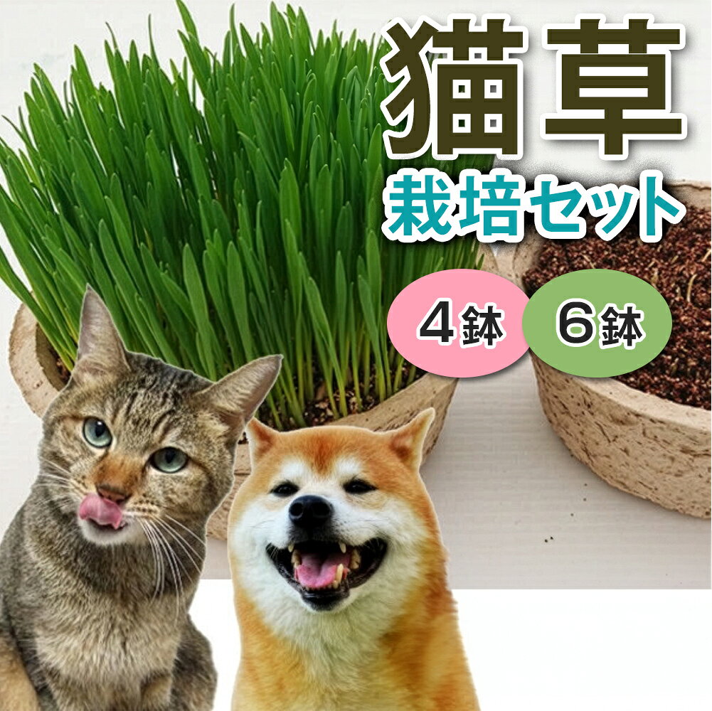 【ふるさと納税】猫草 栽培セット (選べる鉢数：4鉢／6鉢)｜猫草 4鉢栽培セット 猫草 栽培セット 猫草 種 土 セット 猫草 室内栽培 初心者 [1193-1195]