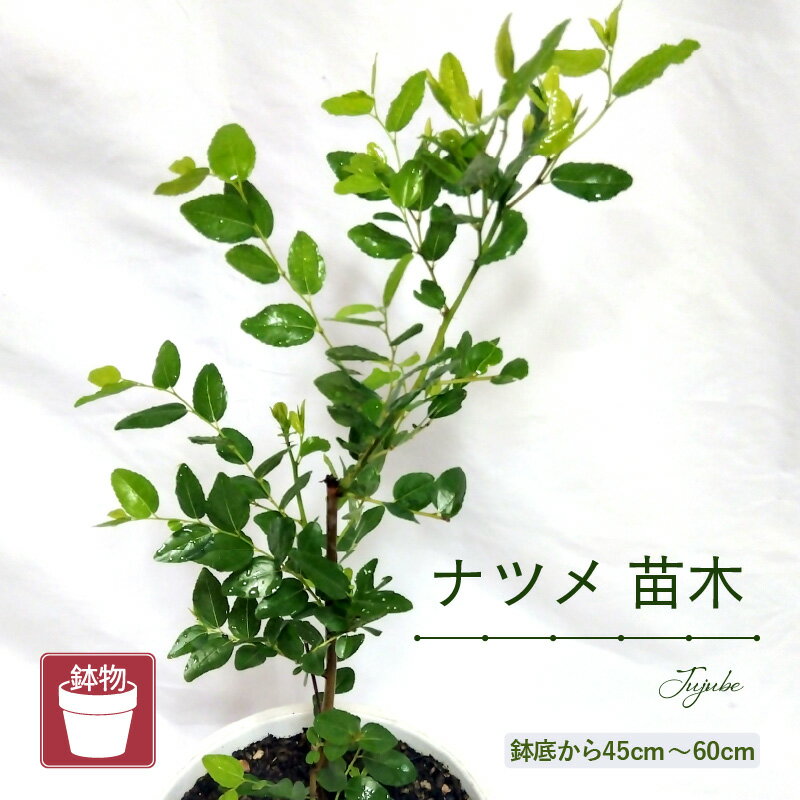 【ふるさと納税】【先行予約】ナツメ苗木（鉢物）45cm～60cm【2026年5月上旬以降順次発送予定】【ナツメ なつめ 棗 お花 花 はな フラワー 花 苗 植物 家庭菜園 花壇 プランター ガーデニング 観葉植物 園芸 鉢物 】