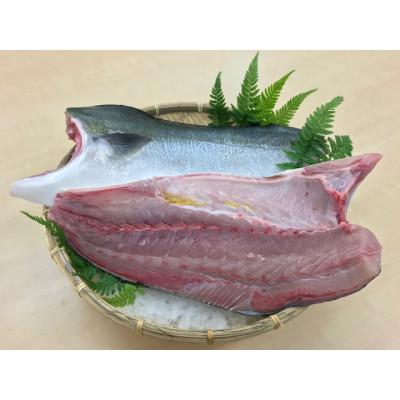 ふるさと納税 和歌山市 養殖ハマチ　カマ付きフィレ【カマ付き・皮付き3枚下し】