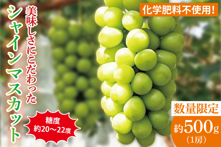 
            糖度約20～22度！美味しさにこだわったシャインマスカット（約500g）1房 化学肥料不使用 農家直送【葡萄 ぶどう マスカット フルーツ 果物 くだもの 水戸市 水戸 茨城県】（GG-20）
          