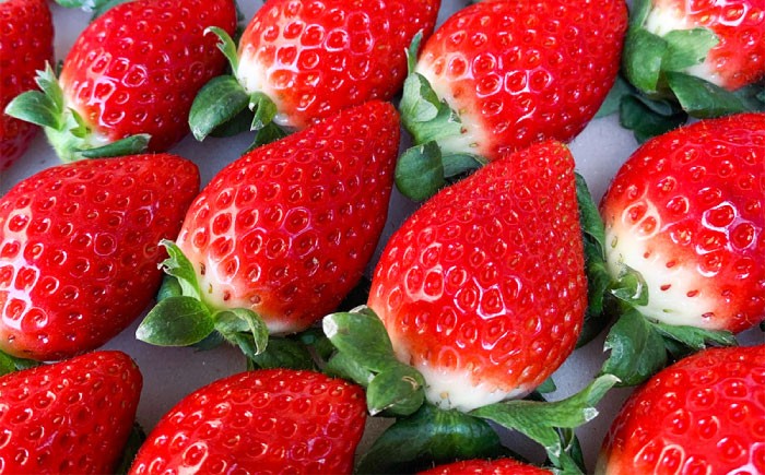 いちご 苺 イチゴ いちごさん フルーツ 果物 ギフト プレゼント ichigo 甘い いちご