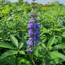【ふるさと納税】夏に穂状の薄紫色の綺麗な花を楽しみませんか?　セイヨウニンジンボク(庭木・果樹)【1367783】