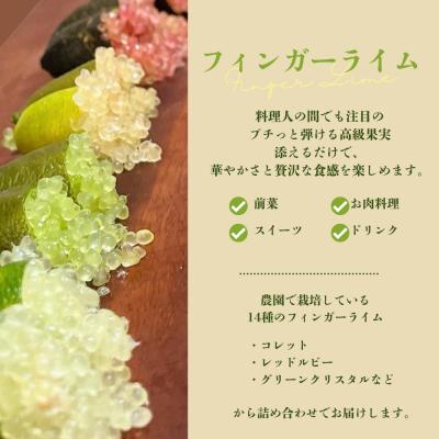 ふるさと納税 福島市  フィンガーライム(品種ミックス)【2026年発送】No.3314 |  | 01