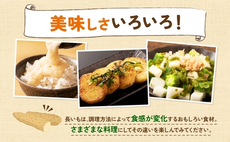 青野農園の土つき長いも5～7本 約5kg　※11月下旬より順次出荷