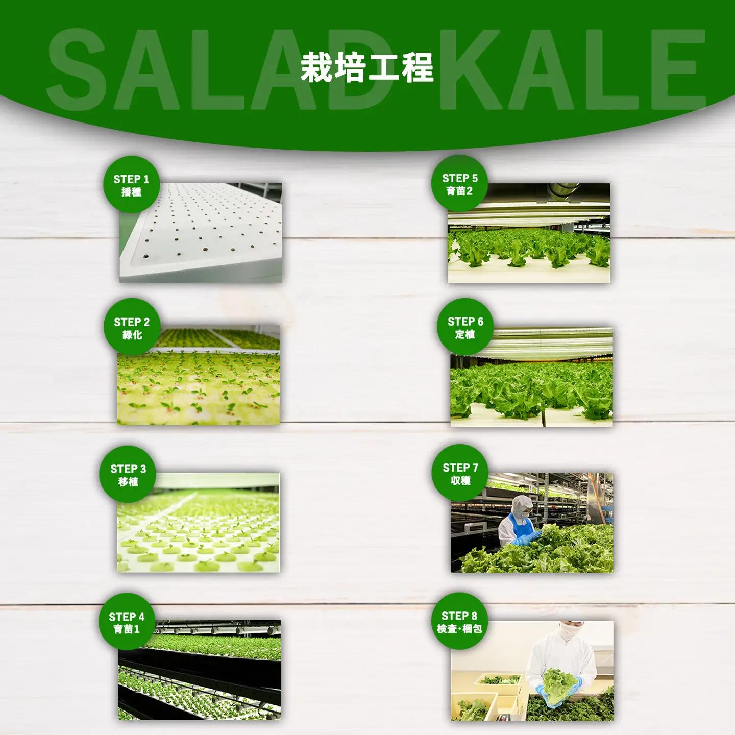 【無農薬】サラダケール 300g（約75g×4P）ケール