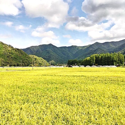 令和8年産　吉賀町広石産コシヒカリ　清流高津川のお米　精米10kg