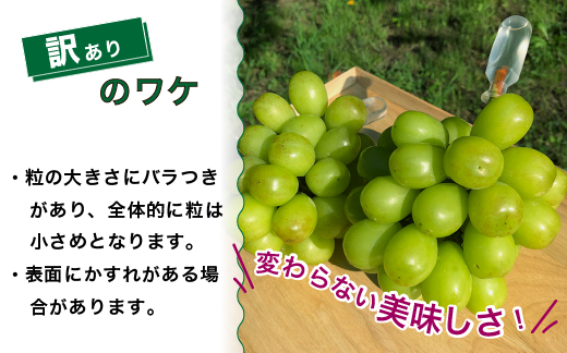 訳あり シャインマスカット 約2kg ｜ 樹熟 粒 約14パック 富山県産 マスカット ぶどう ブドウ 葡萄 ※北海道・沖縄・離島への配送不可 ※2025年10月上旬～12月下旬頃に順次発送予定