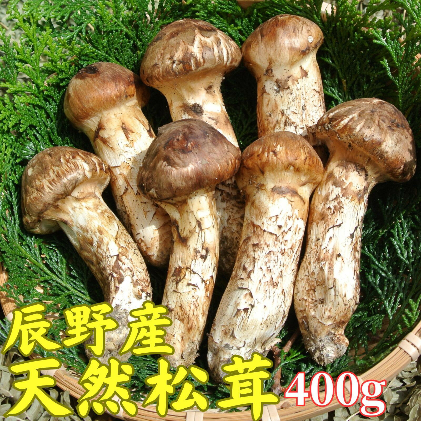 【ふるさと納税】061 辰野産　松茸400g　7月25日10時からに先行予約はじめます！！