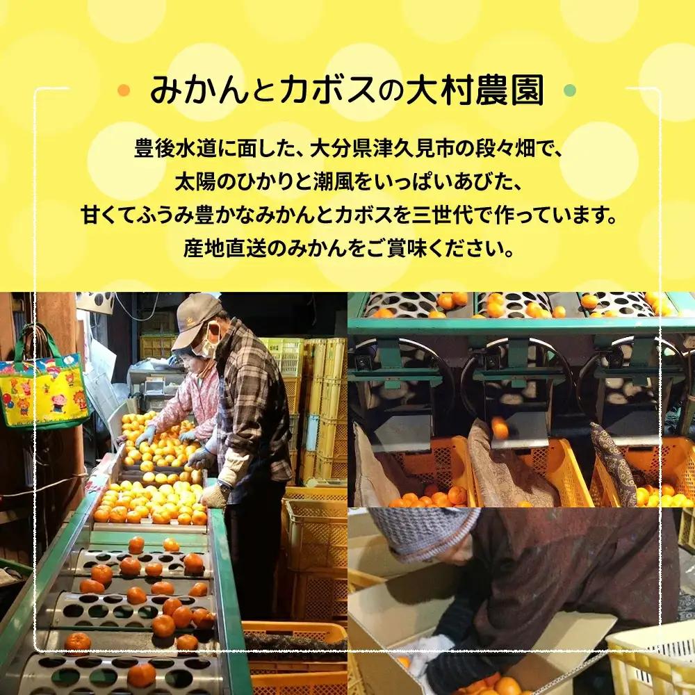 【先行予約】大村農園 温州みかん 5kg | みかん 津久見市
