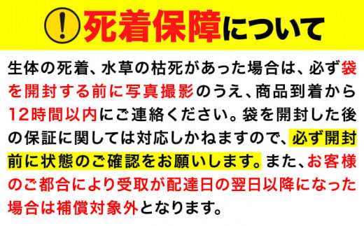 メダカ(ラメミックス) 10匹 根来めだか《90日以内に出荷予定(土日祝除く)》和歌山県 岩出市 めだか 観賞魚 ラメミックス ラメメダカ ラメ 送料無料