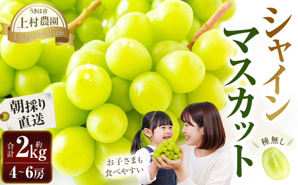 
            【先行予約】　上村農園 （ハウス） シャインマスカット  4～6房 （約2kg） 【2026年7月下旬～8月上旬より順次発送予定】 葡萄 ぶどう ブドウ 種無し 種なし 果物 くだもの フルーツ 果実 ハウス栽培 朝採り直送 お取り寄せ 福岡県 うきは市 冷蔵
          