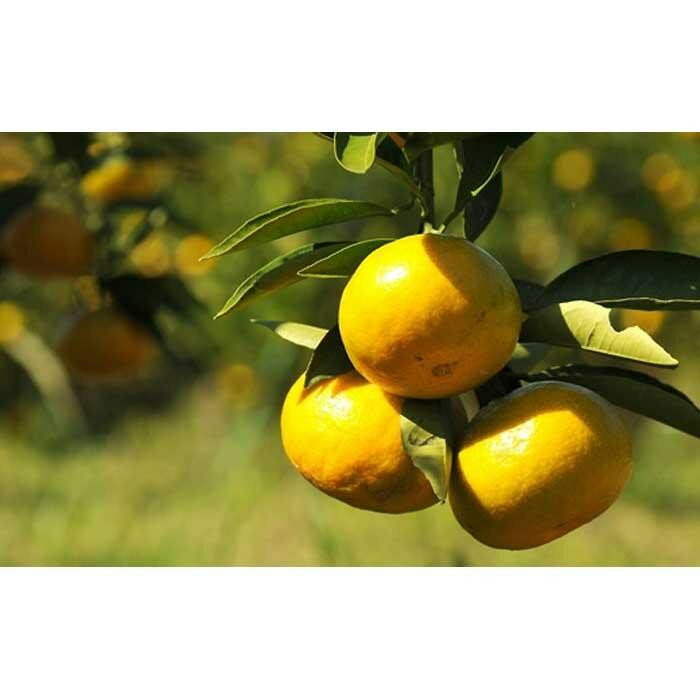 【ふるさと納税】極早生みかん 約7.5kg S・M・Lサイズおまかせ 《赤秀》 和歌山県産 農園直送 まごころ産直みかん 【10月中旬頃より発送開始】【北海道・沖縄県・一部離島 配送不可】果物 柑橘 贈答［Mg36］ | 柑橘 フルーツ 果物 くだもの 食品人気 おすすめ 送料無料