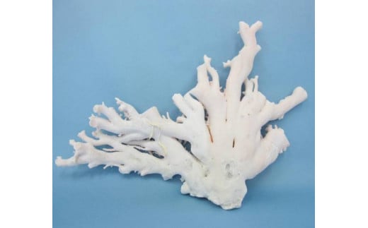 
珊瑚職人館の珊瑚の原木・拝見・置物（g27）
