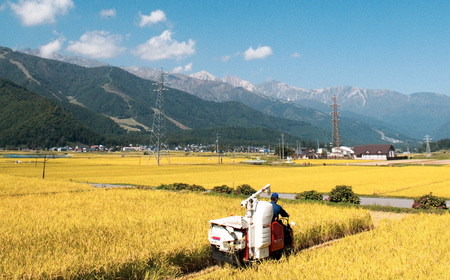 《令和7年産・新米》農家こだわりのコシヒカリ 10kg【玄米】 /長野県白馬村産 2025年産 米 コメ 白米 玄米 精米後発送 2014年特別最高金賞受賞 コンクール受賞 お米 ご飯 ごはん 送料無