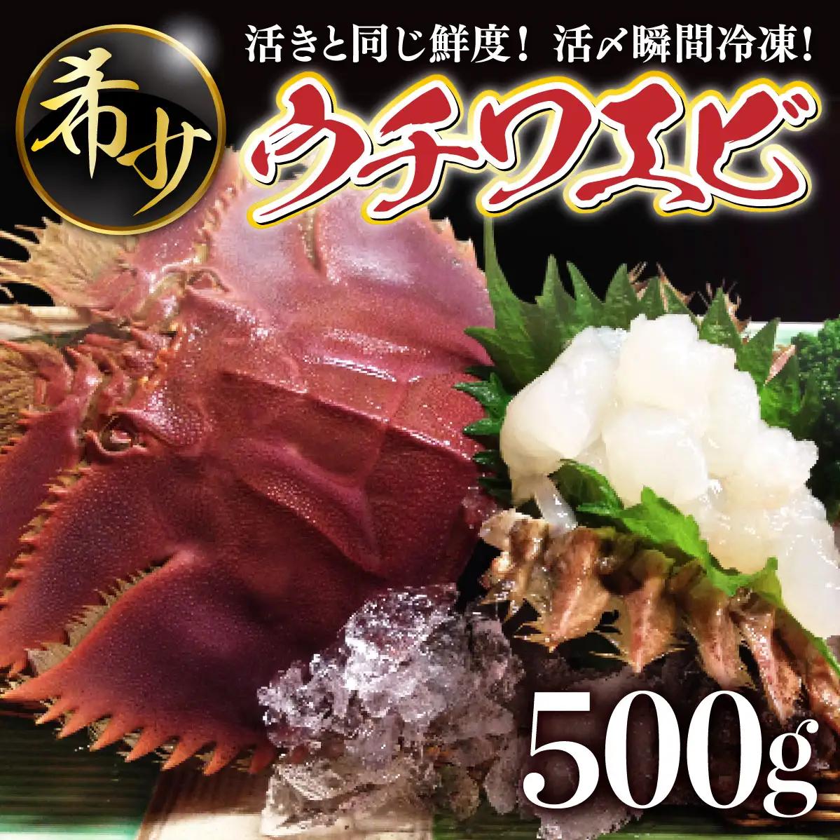 活〆ウチワエビ3~5匹 500gセット＜数量限定＞S211 【株式会社森海家】