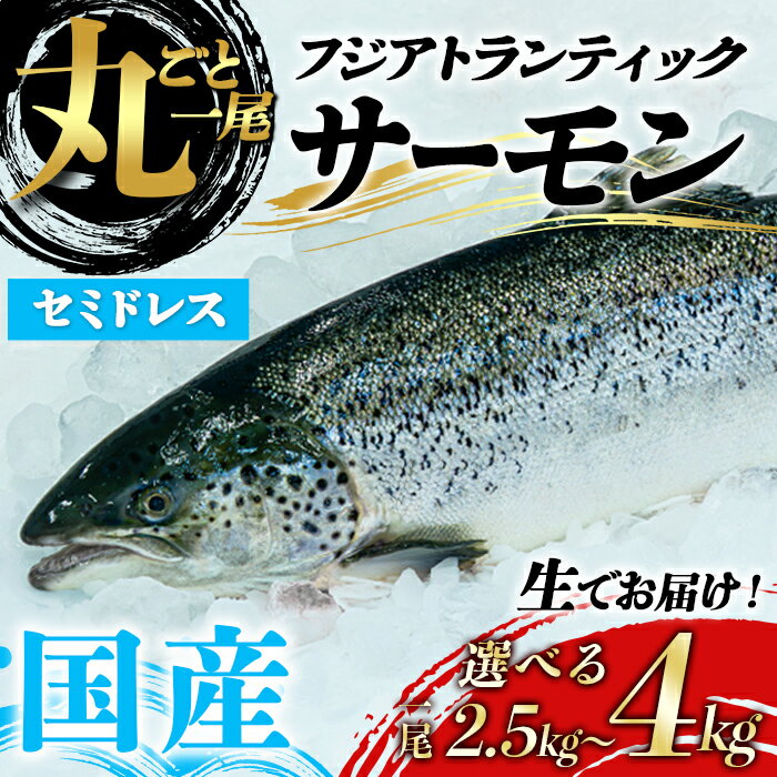 【ふるさと納税】 ＜選べる＞ 国産 フジ アトランティック サーモン 【 生 】1尾 丸ごと セミドレス ｜2.5〜3.0kg未満 or 3.0〜3.5kg未満 or 3.5〜4.0kg未満｜ サーモン 生 セミドレス 富士山 丸ごと 刺身 冷蔵 海鮮 パーティー 希少 カブト カマ ハラス ふるさと納税限定