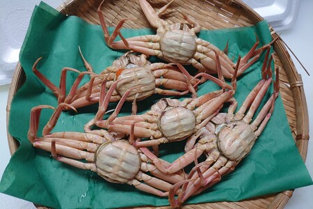 間人漁港仲買人の丸友鮮魚三代目・自慢の間人産セコガニ≪茹で≫10匹セット（1匹130g以上）