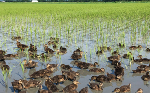 【12月から順次発送】切り餅[3切れ×8セット] (栽培期間中農薬不使用米『こがねもち』)【配送不可地域：離島・沖縄県】