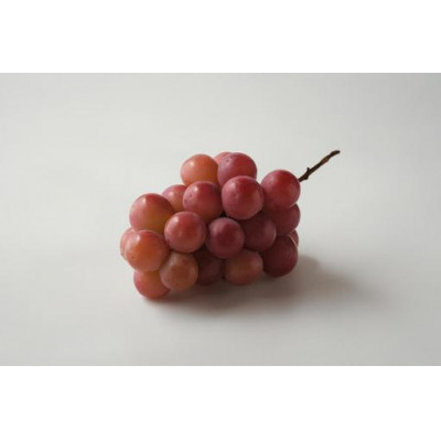 旬なぶどう おまかせ 食べ比べ 700g × 5房 ＜2026年8月より順次発送＞ (県内共通返礼品:かすみがうら市産) シャインマスカット 巨峰 ピオーネ ゴルビー クインニーナ 我が道 先行予約 