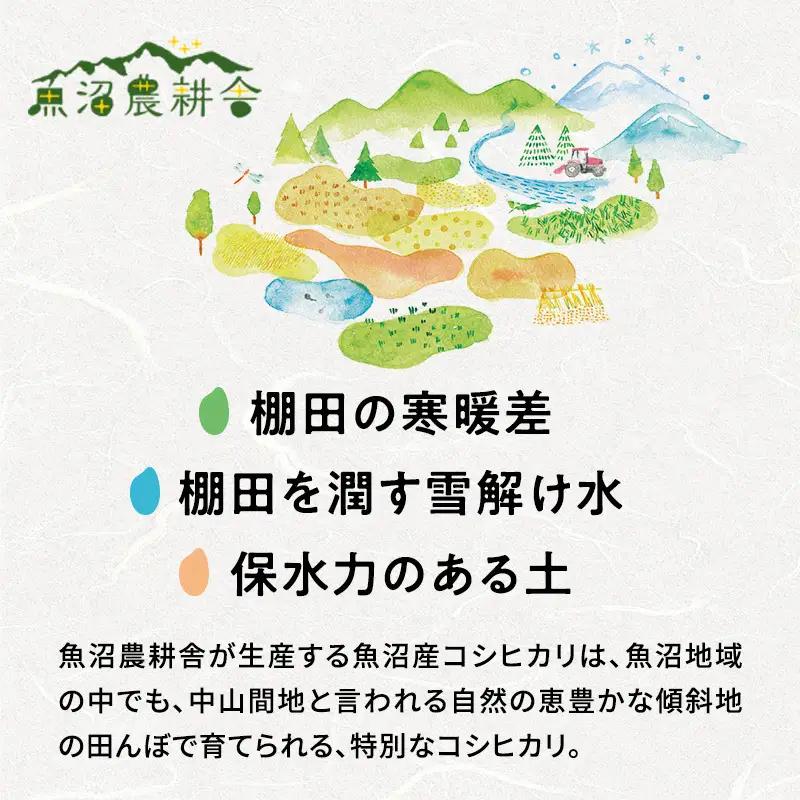【令和8年産】 無洗米 米農家自慢の 魚沼産 コシヒカリ2kg×2袋 米 お米 こめ こしひかり 白米 無洗 新潟県 魚沼市 魚沼