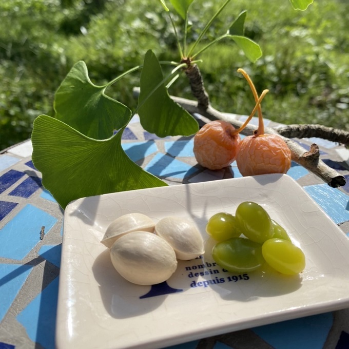 桃山ぶどう園の『ぎんなん(殻付き)』Ｌサイズ　約1kg　※北海道・沖縄・離島への配送不可　※2025年11月上旬頃より順次発送予定
