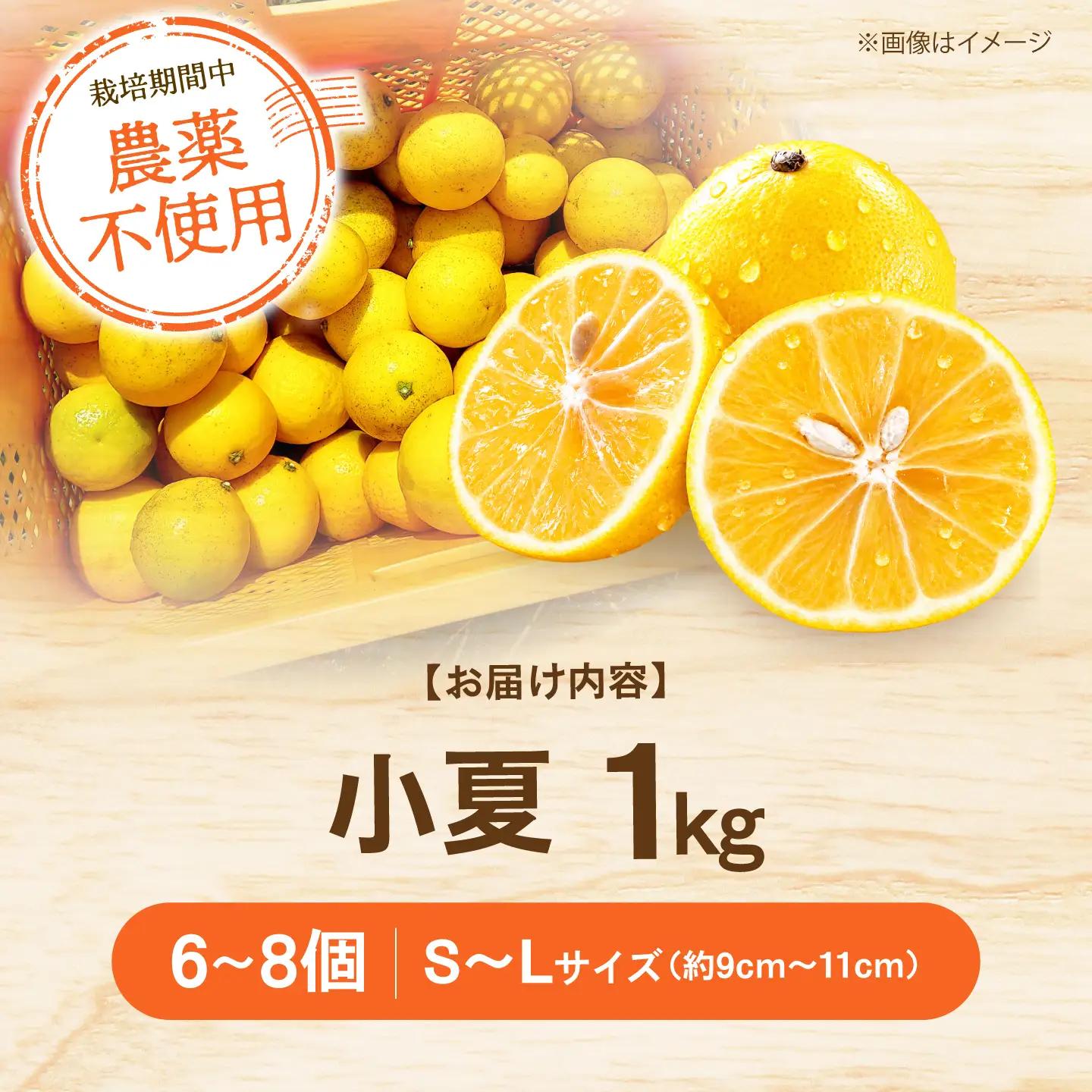 自然栽培小夏 1kg / 柑橘 自然 無農薬 土佐市 【有限会社四万十くじら】[BQBR013]