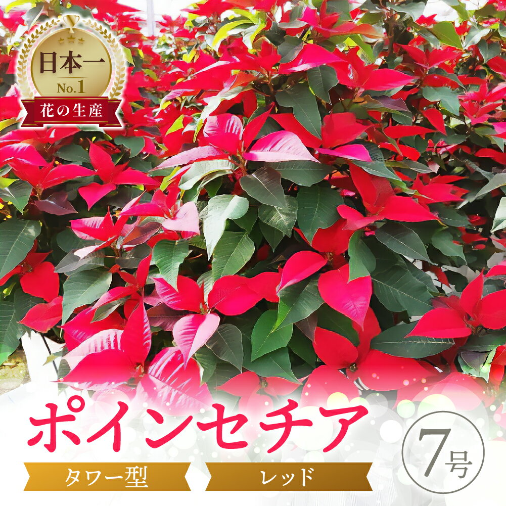 【ふるさと納税】タワー型ポインセチア（クリスマスツリー仕立て） クリスマス 観賞用 ギフト プレゼント 贈り物 贈答用 自分用 植物 花 フラワー 癒し はな 華 産地直送 田原市 送料無料