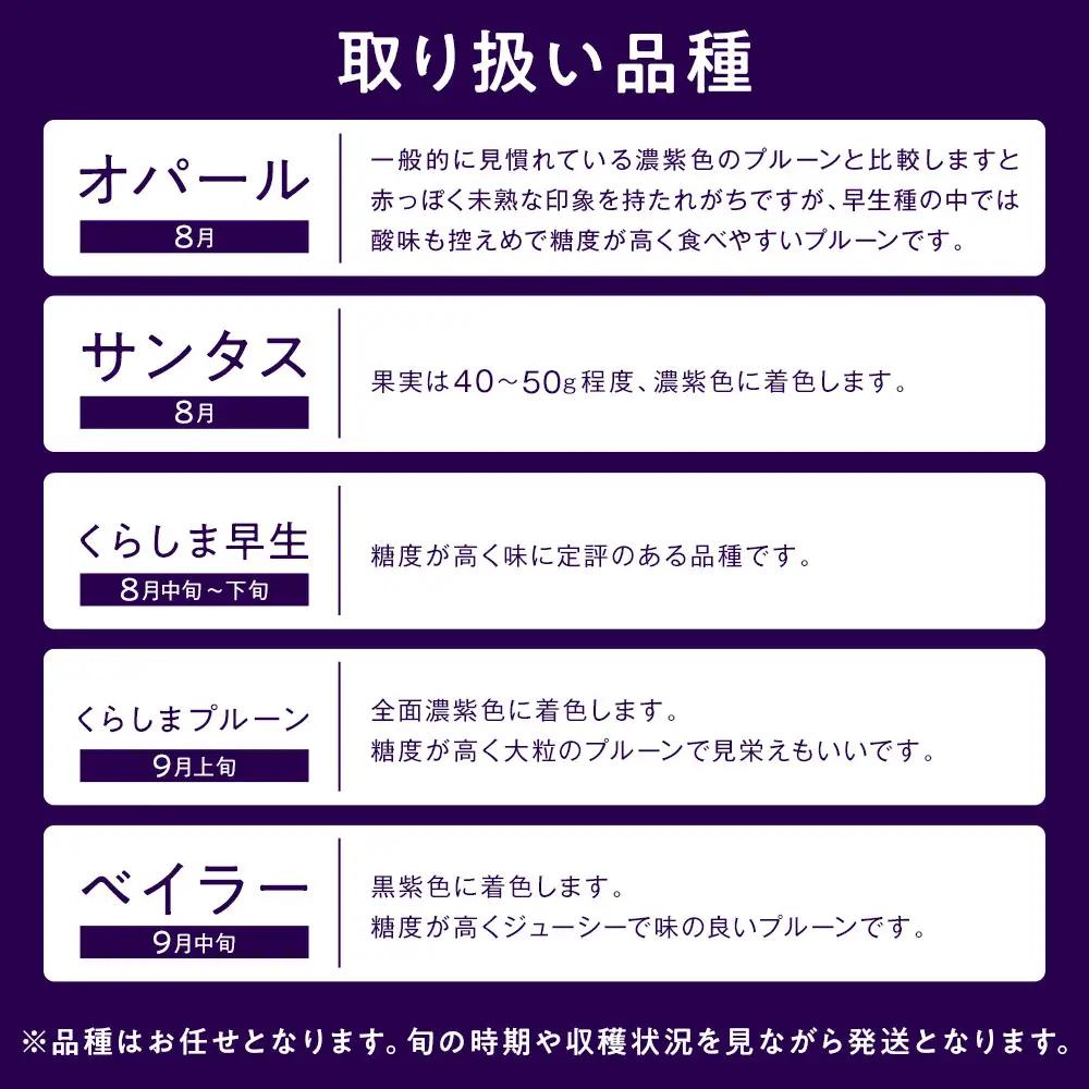生食用プルーン約1.2kg【2026年8月中旬以降発送予定】 | プルーン