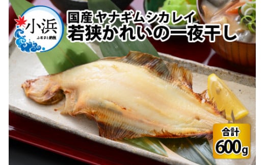 国産 若狭かれい 一夜干し 600g (5～6枚) ヤナギムシカレイ 