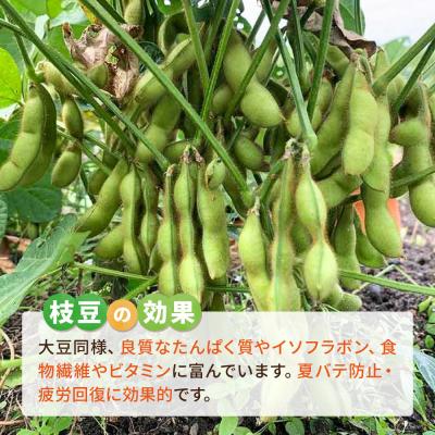 ふるさと納税 糸島市 枝豆 1kg 冷凍 旬の時期に急速冷凍 【福岡県糸島産】 [AGE052] |  | 03