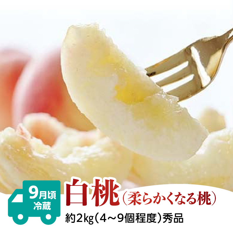 【発送月固定】山形旬彩！こだわりフルーツ定期便全３回Ｂ