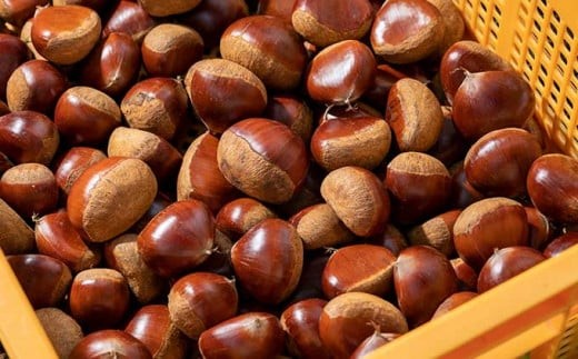 流通している多くの栗は、くん蒸による殺虫処理が行われますが、無くん蒸栗は、栗本来の甘さと風味がお楽しみいただけます。