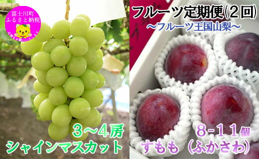 【ふるさと納税】【2026年発送分】【フルーツ定期便】小林農園のシャインマスカット約2kg(3～4房)＆【糖度16度以上】すもも『ふかさわ』（8〜11個入り/約1.3〜1.5kg）　シャイン マスカット ぶどう ブドウ 葡萄 李 スモモ フルーツ 果物 くだもの 山梨 やまなし 富士川町