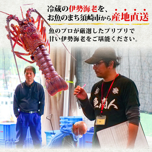 【 伊勢海老 】 伊勢海老1.5kg