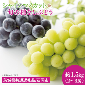 【先行予約】【2025年９月上旬～10月中旬発送】シャインマスカットと旬の種なしぶどう　1.5kg（２～３房）【茨城県共通返礼品/石岡市】【シャインマスカット ブドウ 巨峰 ビオーネ 伊豆錦 ゴルビー セット 安芸クイーン フルーツ 果物 くだもの 水戸市 水戸】（MF-3）