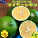 【ふるさと納税】《2025年7月下旬以降順次発送》こだわりの青切りマイヤーレモン 約1kg (6～9個) | 沖縄 石垣 数量限定 フルーツ レモン マイヤー メイヤー TF-26-1