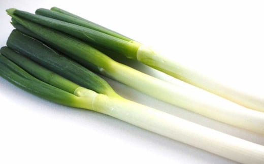 先行予約 球磨美人 井上さんちの 白ネギ 2L × 25本 野菜 ねぎ ネギ 葱 白ねぎ 白葱 【2025年11月下旬より順次発送予定】