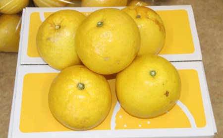土佐文旦 10kg 家庭用小玉 文旦