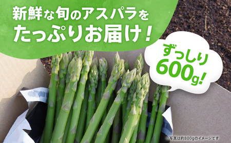 先行予約 アスパラ LMサイズ 800g 朝採り直送 夏芽グリーンアスパラガス LMサイズ 800g 朝採れ アスパラ ふるさと納税 【出荷時期2024年7月～9月にお届け予定】BT11