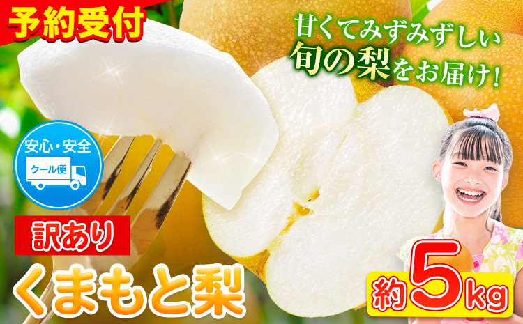 
            ＼2025年産先行予約／  くまもと 梨 訳あり 熊本県産 約5kg 6～17玉 フルーツ 予約 秋 旬 クール便 《2025年8月下旬‐11月上旬頃出荷》 SDGs 梨  なし 果物 デザート ギフト ご贈答 旬の果物 豊水梨 あきづき 新興梨
          