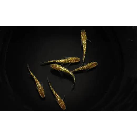 メダカ「琥珀ラメみゆき」3ペア
