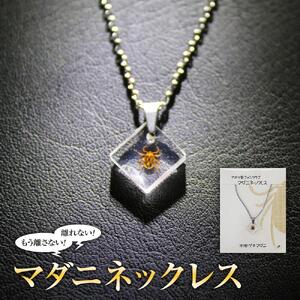 もう離さない！マダニネックレス ｜ ネックレス
