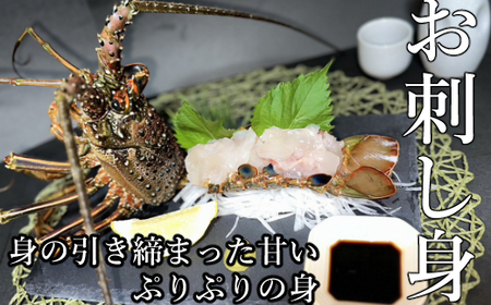 室戸市産活伊勢海老　１ｋｇ　レシピ、軍手、キッチンバサミ付き hk009