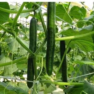 松きゅうり　5kg【配送不可地域：離島・北海道・沖縄県】【1218290】